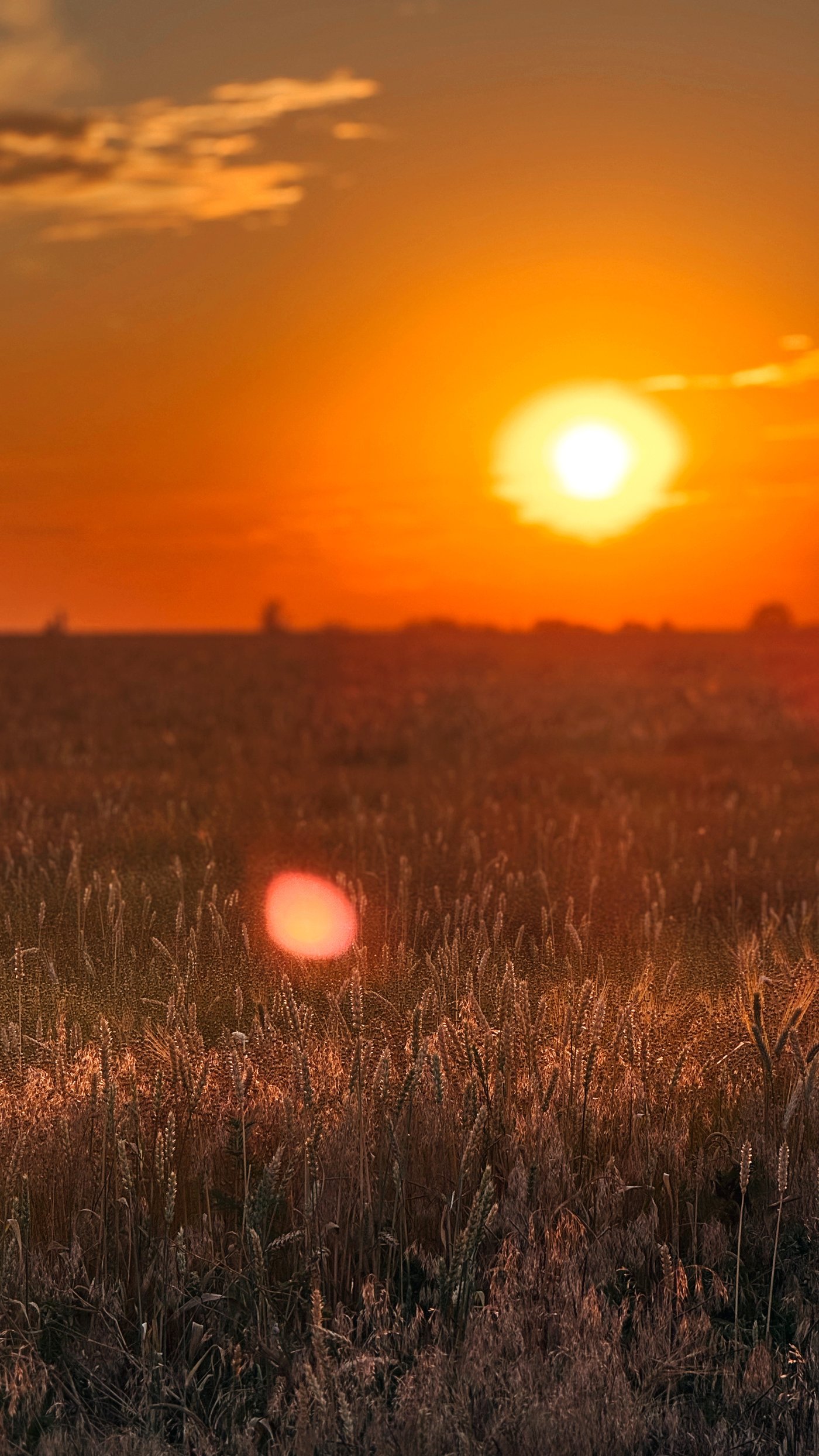 Sunset over a wheat field